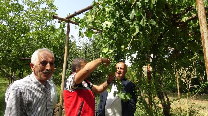 Batman'da bölgenin en önemli değerlerinden biri olan mezrone üzümü için tarihi adım!