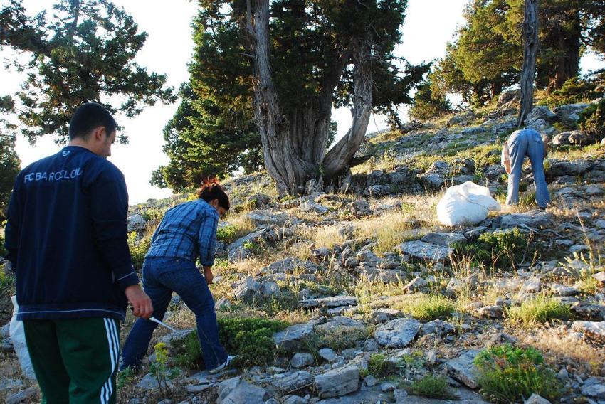 Dünyada bir numara Akseki kekiği için Toros Dağları'nda mesai başladı! Demeti 50 liradan satılıyor