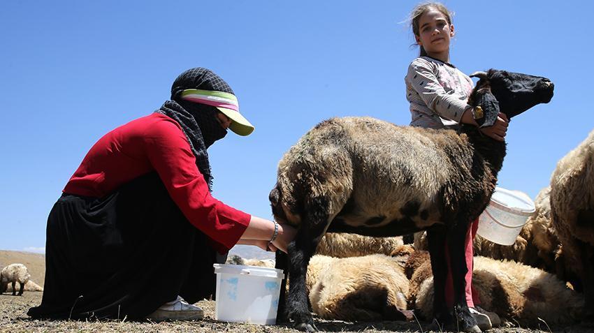 Bitlis'te anne ve kızı dağ başından sırtında taşıyıp köye getiriyor: Yapan sağlık buluyor