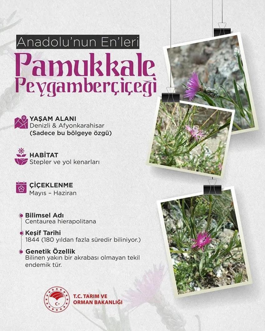 180 yıl önce keşfedildi: Genetik akrabası yok, sadece Denizli ve Afyon'da yetişiyor