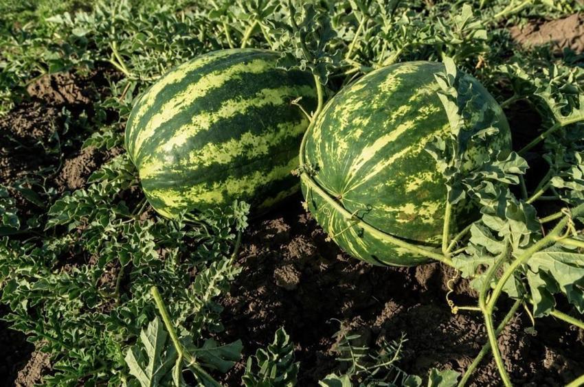 Ağrı’da alternatif tarım yüzleri güldürdü! Bu ürünleri eken çiftçinin kazancı katlandı