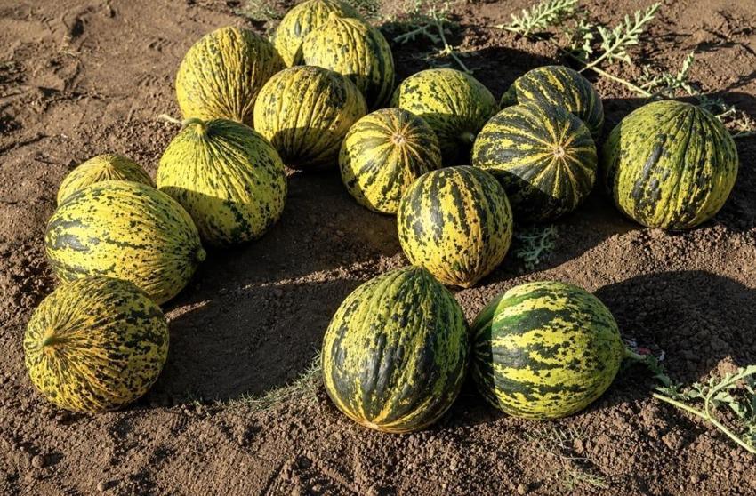 Ağrı’da alternatif tarım yüzleri güldürdü! Bu ürünleri eken çiftçinin kazancı katlandı