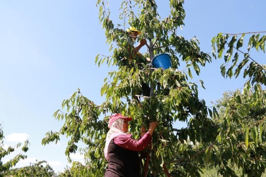 Konya'da yetişiyor ama Türkler yiyemiyor: Eylül ayında bile hasadı var