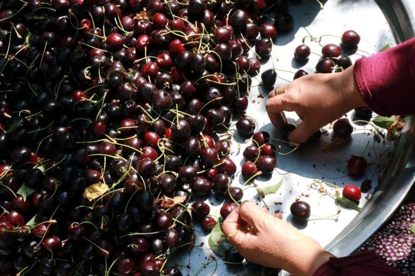 Konya'da yetişiyor ama Türkler yiyemiyor: Eylül ayında bile hasadı var