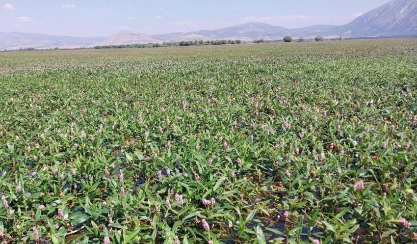 Denizli'nin saklı cennetinde yeni rota: Nilüferler ve su biberleri birlikte eşsiz yolculuk başladı!