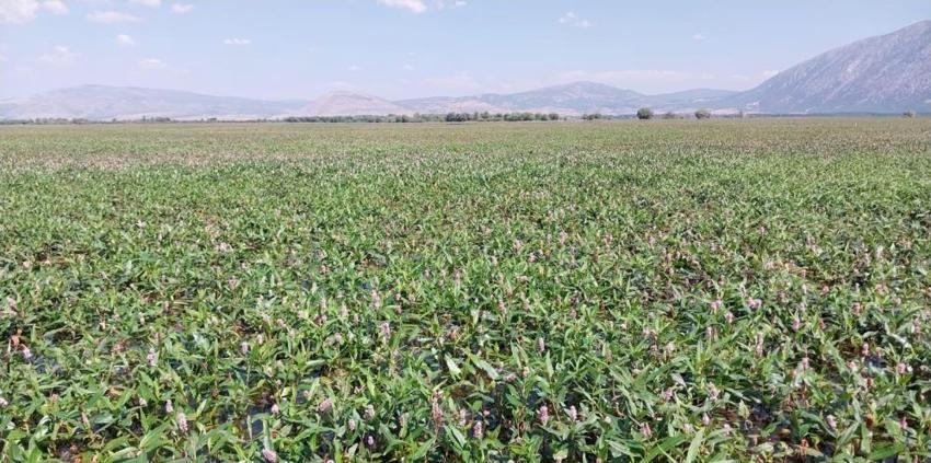 Denizli'nin saklı cennetinde yeni rota: Nilüferler ve su biberleri birlikte eşsiz yolculuk başladı!