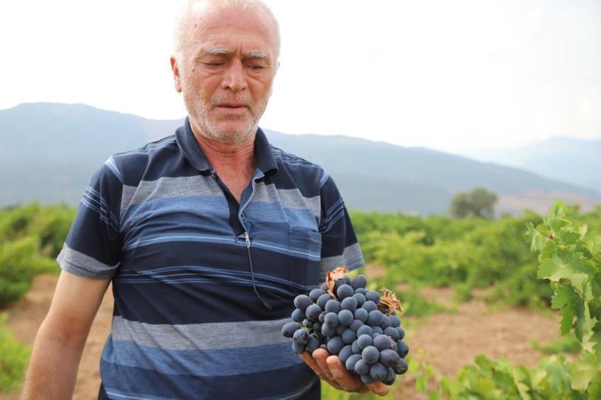 Tek tek toplanıyor! Gaziantep'te hasat başladı: Tarlada 20 TL, markette 80 TL’ye çıkıyor