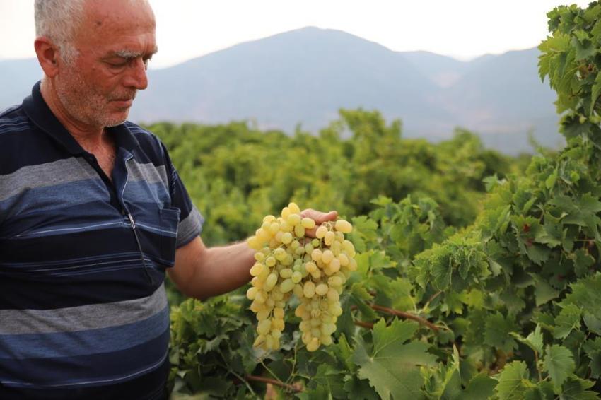Tek tek toplanıyor! Gaziantep'te hasat başladı: Tarlada 20 TL, markette 80 TL’ye çıkıyor