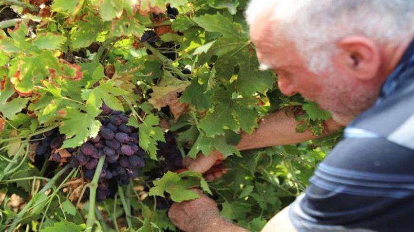 Tek tek toplanıyor! Gaziantep'te hasat başladı: Tarlada 20 TL, markette 80 TL’ye çıkıyor