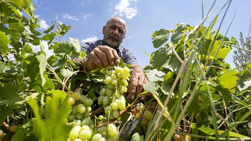 Adıyaman Besni'de altın taneleri toplanmaya başlandı! 'Verim çok iyi, tek sıkıntımız pazar'