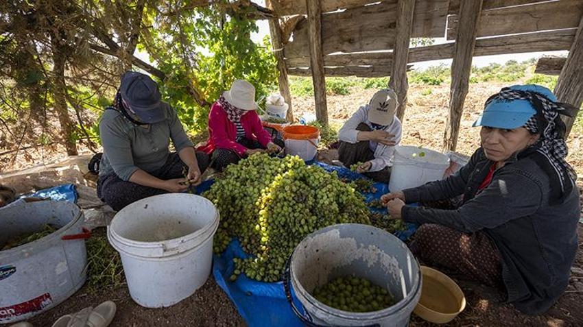 Adıyaman Besni'de altın taneleri toplanmaya başlandı! 'Verim çok iyi, tek sıkıntımız pazar'