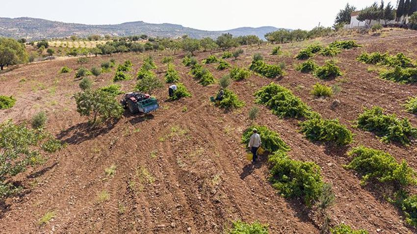 Adıyaman Besni'de altın taneleri toplanmaya başlandı! 'Verim çok iyi, tek sıkıntımız pazar'