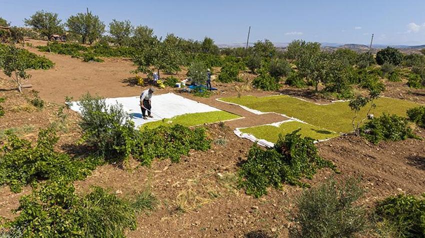 Adıyaman Besni'de altın taneleri toplanmaya başlandı! 'Verim çok iyi, tek sıkıntımız pazar'