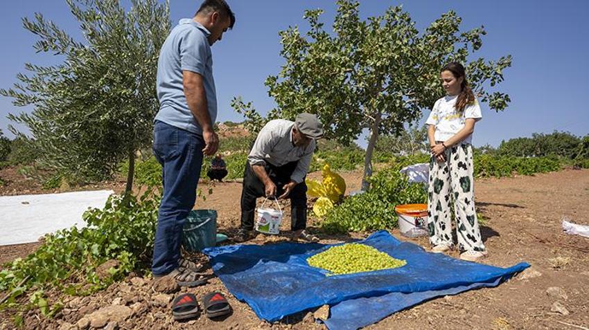 Adıyaman Besni'de altın taneleri toplanmaya başlandı! 'Verim çok iyi, tek sıkıntımız pazar'
