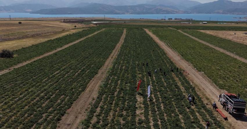 Türkiye 7'ncisi oldu! Bitlis'te dev üretim: Bölgenin zirvesine yerleşti
