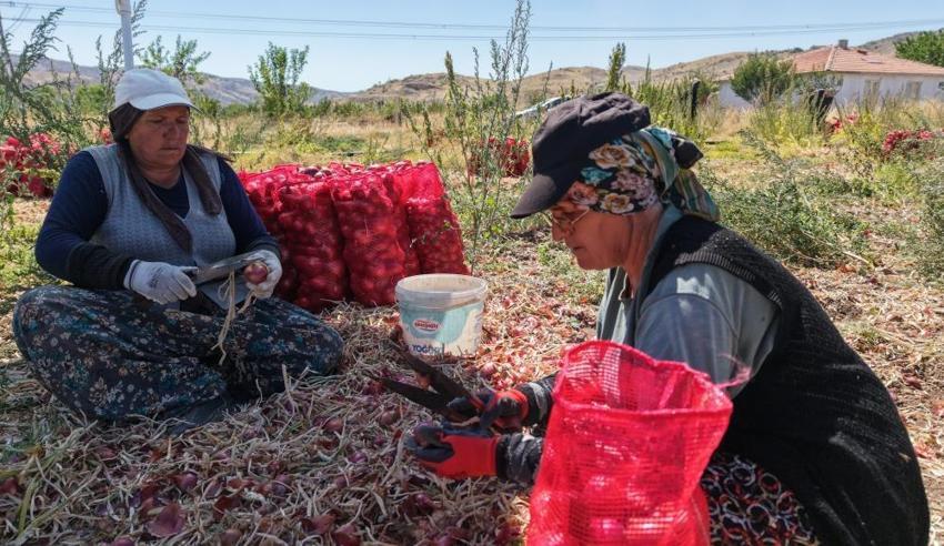 Kırıkkale'de çiftçi 20 dönümden 80 ton verim elde etti! Ata tohumundan üretti, kilosu 30 liradan satılıyor