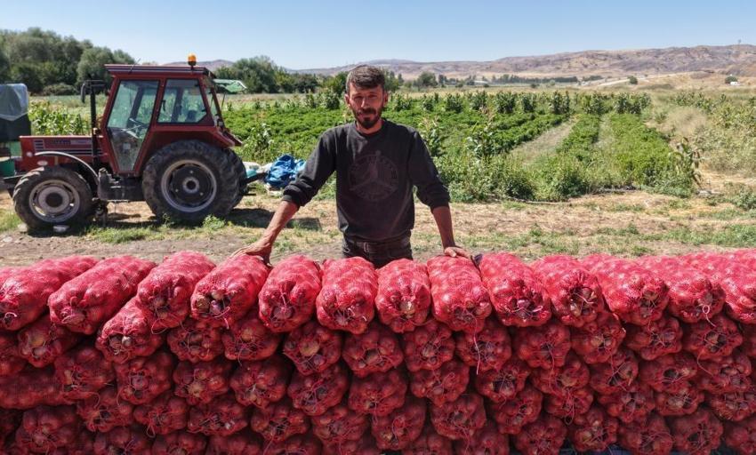 Kırıkkale'de çiftçi 20 dönümden 80 ton verim elde etti! Ata tohumundan üretti, kilosu 30 liradan satılıyor