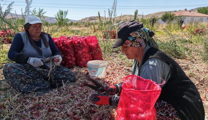 Coğrafi işaretli üründe hasat başladı: Kadın mevsimlik işçilerin zorlu mesaisi