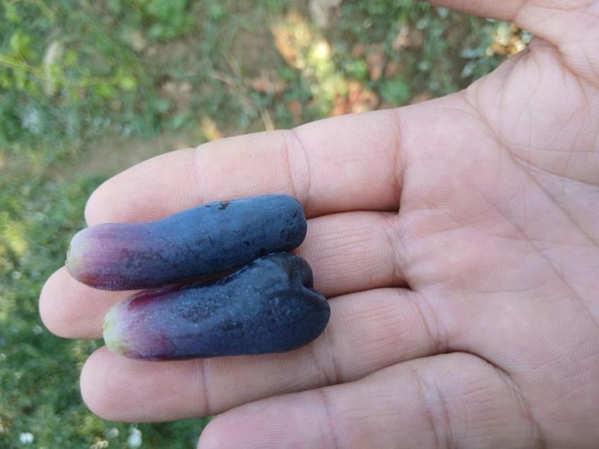 Manisa'da deneme amaçlı ekti, sonuçları şaşkına çevirdi! Üreticiler bağa akın etti: Kapış kapış satılıyor