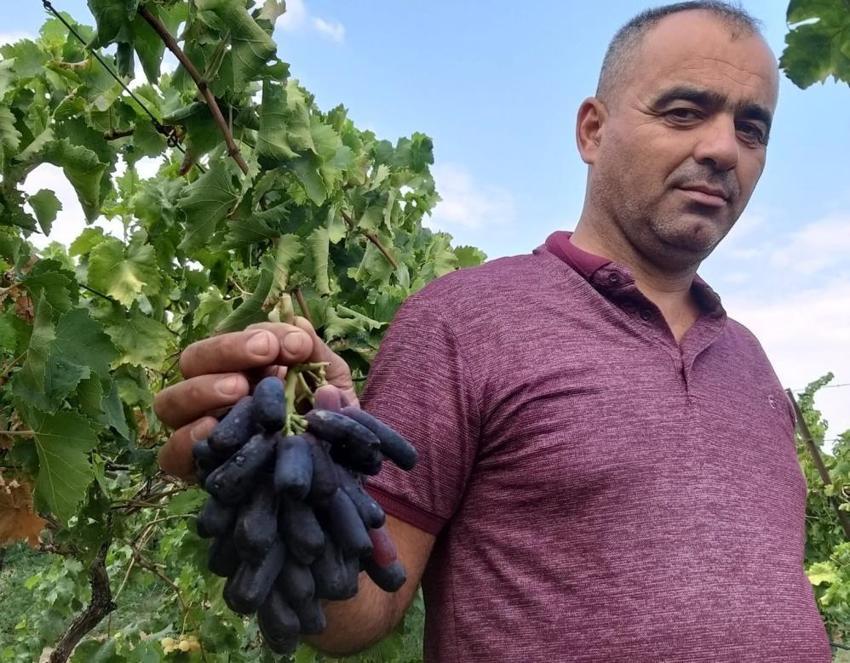 Manisa'da deneme amaçlı ekti, sonuçları şaşkına çevirdi! Üreticiler bağa akın etti: Kapış kapış satılıyor