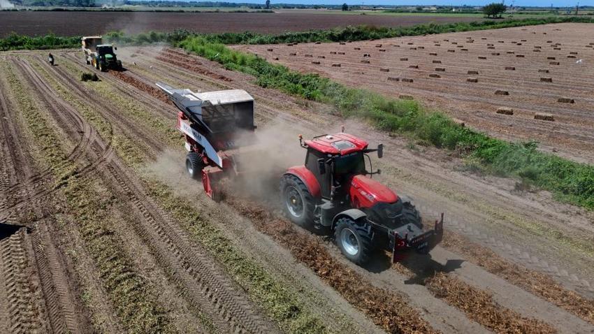Adana Türkiye'nin zirvesinde! Hasat gecikti, her gün tonlarca toplanıyor, fiyatı 100 lira