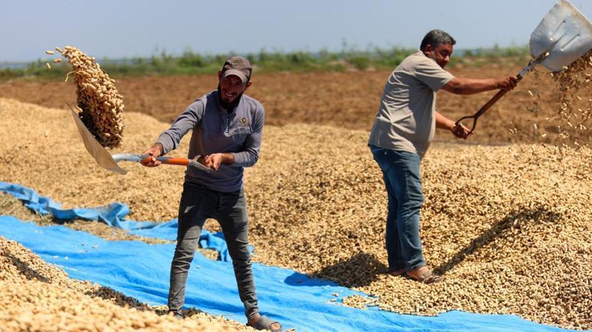 Adana Türkiye'nin zirvesinde! Hasat gecikti, her gün tonlarca toplanıyor, fiyatı 100 lira