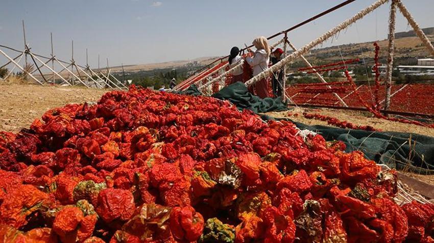 2 bin liralık yevmiye bile işçi buldurmuyor: Gaziantep'te 40 derece sıcakta zorlu mesai başladı!