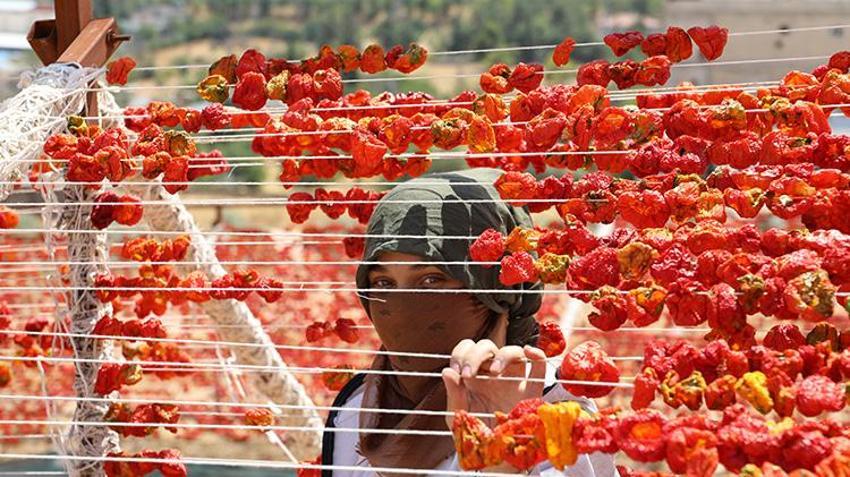 2 bin liralık yevmiye bile işçi buldurmuyor: Gaziantep'te 40 derece sıcakta zorlu mesai başladı!
