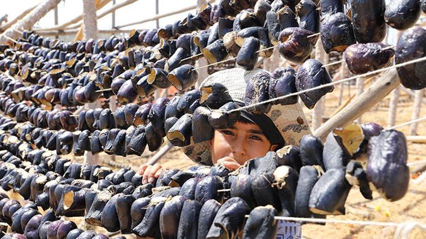 2 bin liralık yevmiye bile işçi buldurmuyor: Gaziantep'te 40 derece sıcakta zorlu mesai başladı!