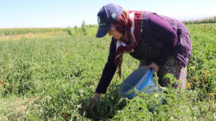 Kayseri’de ata tohumundan yetişiyor! Tuzla Gölü’nün tuzu aromasını değiştiriyor, talebe yetişemiyorlar