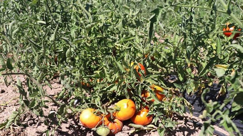 Kayseri’de ata tohumundan yetişiyor! Tuzla Gölü’nün tuzu aromasını değiştiriyor, talebe yetişemiyorlar