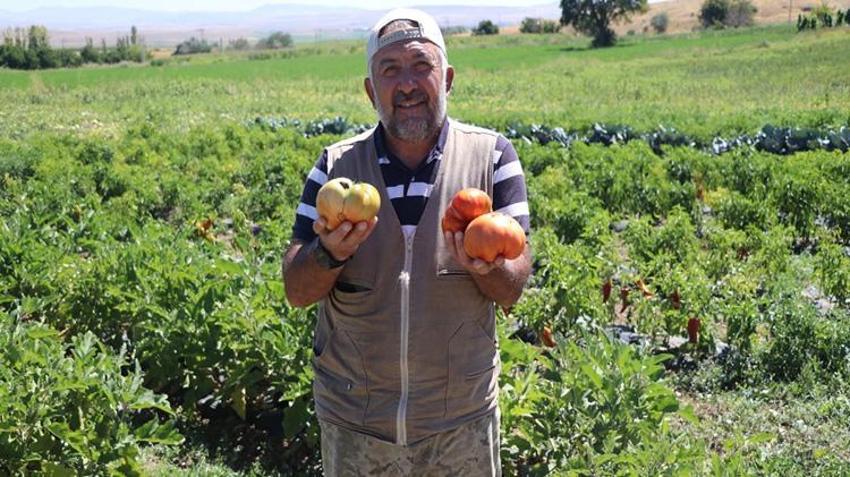 Kayseri’de ata tohumundan yetişiyor! Tuzla Gölü’nün tuzu aromasını değiştiriyor, talebe yetişemiyorlar