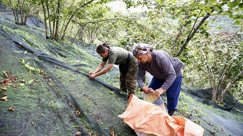Giresun'da fındıkta yerden hasat devrimi: Bu sayede 3 günlük iş 1 günde bitiyor!