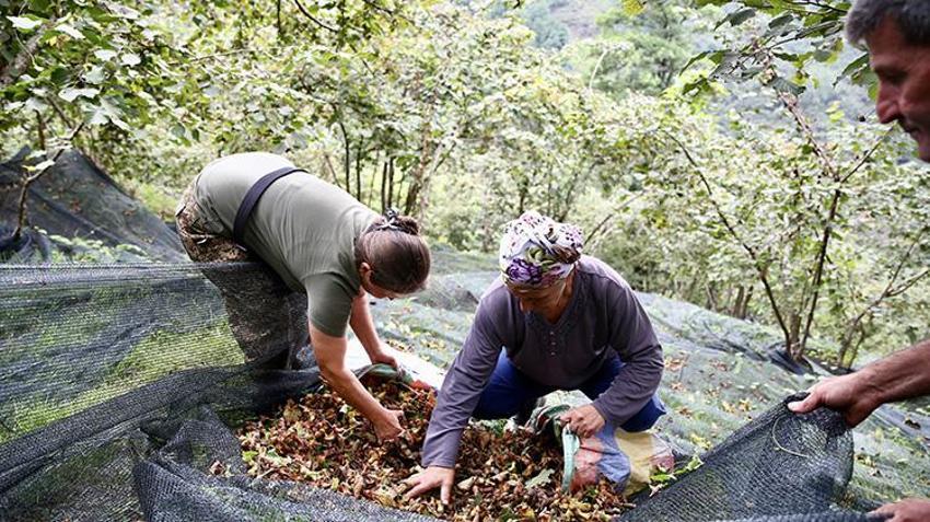 Giresun'da fındıkta yerden hasat devrimi: Bu sayede 3 günlük iş 1 günde bitiyor!