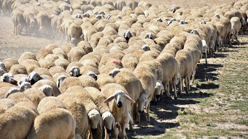 Kırşehir'de 7 bin damızlık için düğmeye basıldı: Malya'da koç katımı başlıyor!