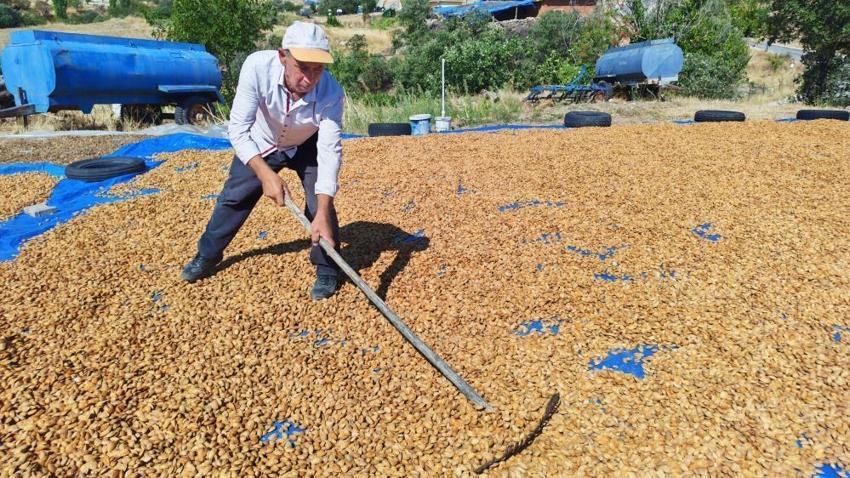 Geçen yıl sıfır çekmişti, bu yıl yüzü güldü! Donun ardından bahçeler ürünle doldu