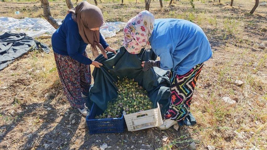 Geçen yıl sıfır çekmişti, bu yıl yüzü güldü! Donun ardından bahçeler ürünle doldu