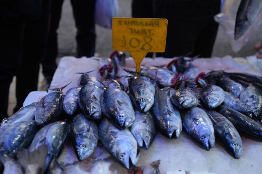 Karadeniz'de palamut patlaması! Tanesi ilk gün 150 TL'den satılıyordu 80 TL'ye düştü