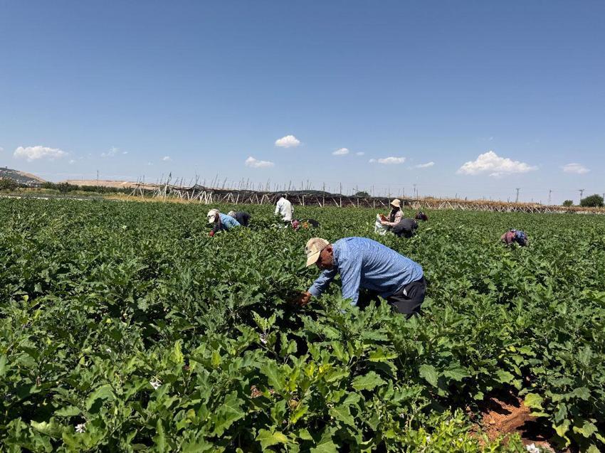Dolmalık patlıcan hasadı başladı: Tazesi 18 TL, kurusu ise bin adedi 4 bin TL'ye satılıyor