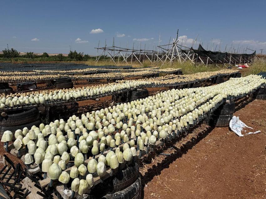 Dolmalık patlıcan hasadı başladı: Tazesi 18 TL, kurusu ise bin adedi 4 bin TL'ye satılıyor