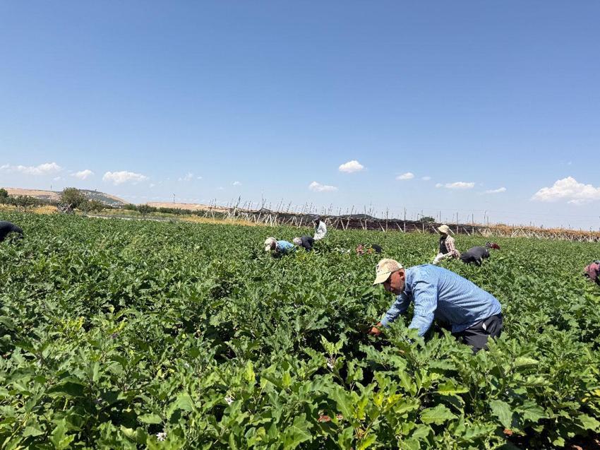 Dolmalık patlıcan hasadı başladı: Tazesi 18 TL, kurusu ise bin adedi 4 bin TL'ye satılıyor