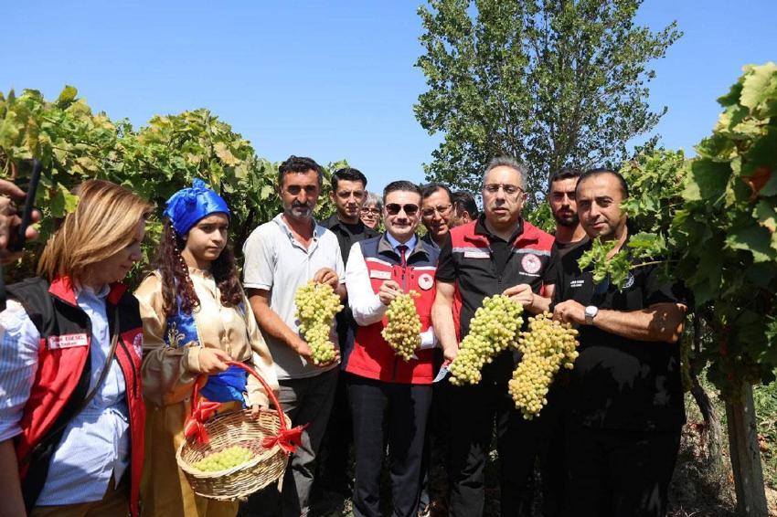 Gökçeada'da iyi tarım ve organik tarım! Adada üzüm hasadı başladı