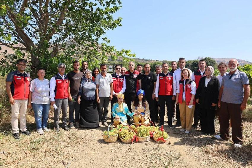 Gökçeada'da iyi tarım ve organik tarım! Adada üzüm hasadı başladı
