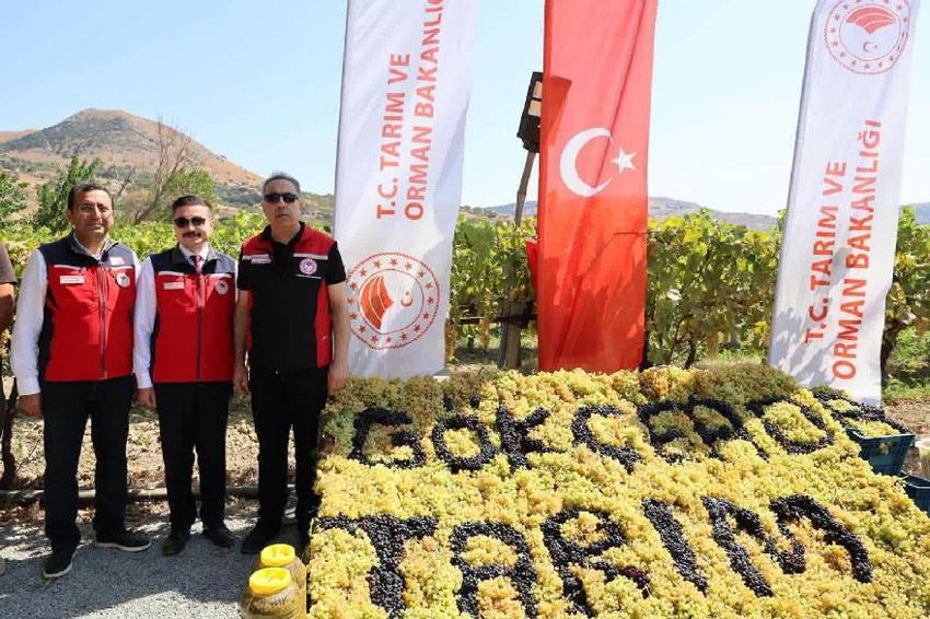 Gökçeada'da iyi tarım ve organik tarım! Adada üzüm hasadı başladı