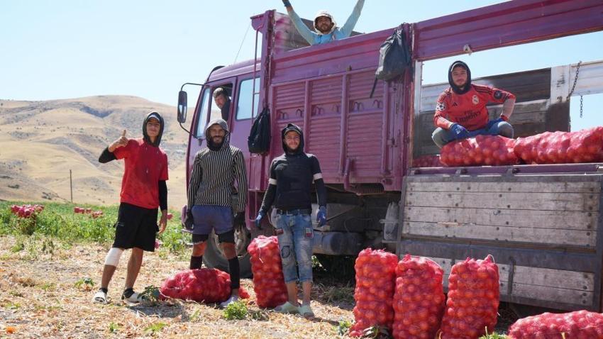 Günde 200 ton yüklüyorlar! Hasat başladı, günlük kazançları 10 bin liraya kadar çıkıyor