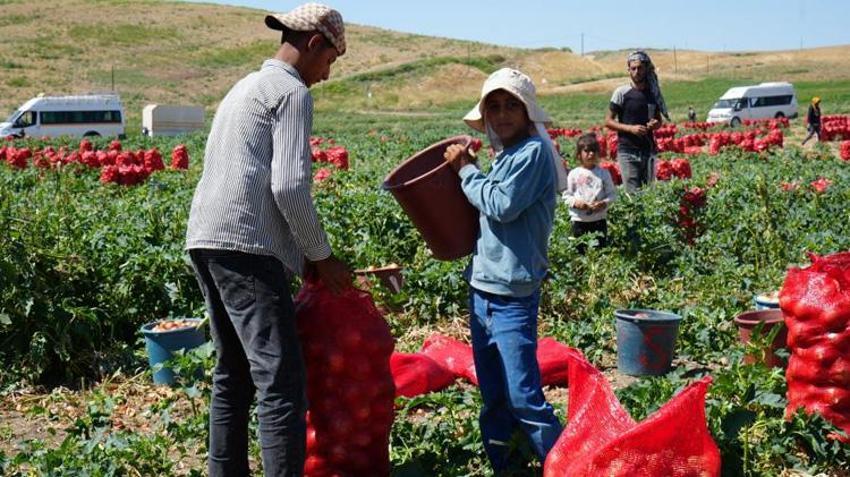 Günde 200 ton yüklüyorlar! Hasat başladı, günlük kazançları 10 bin liraya kadar çıkıyor