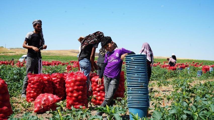 Günde 200 ton yüklüyorlar! Hasat başladı, günlük kazançları 10 bin liraya kadar çıkıyor