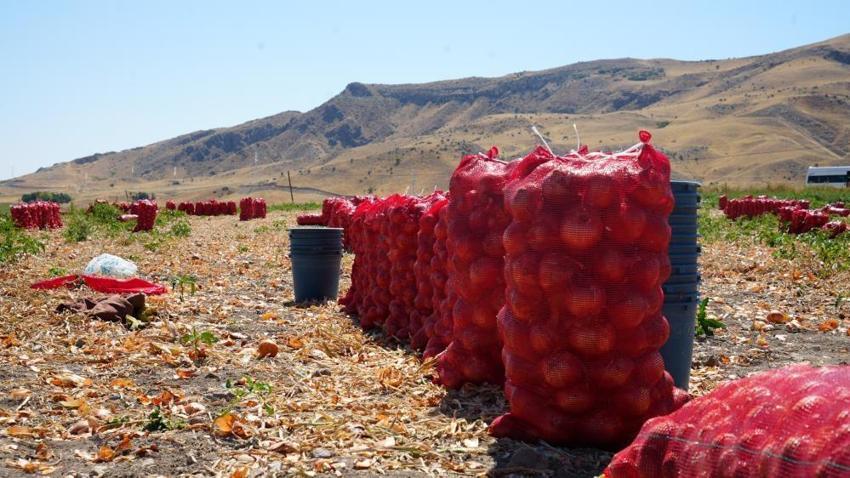 Günde 200 ton yüklüyorlar! Hasat başladı, günlük kazançları 10 bin liraya kadar çıkıyor
