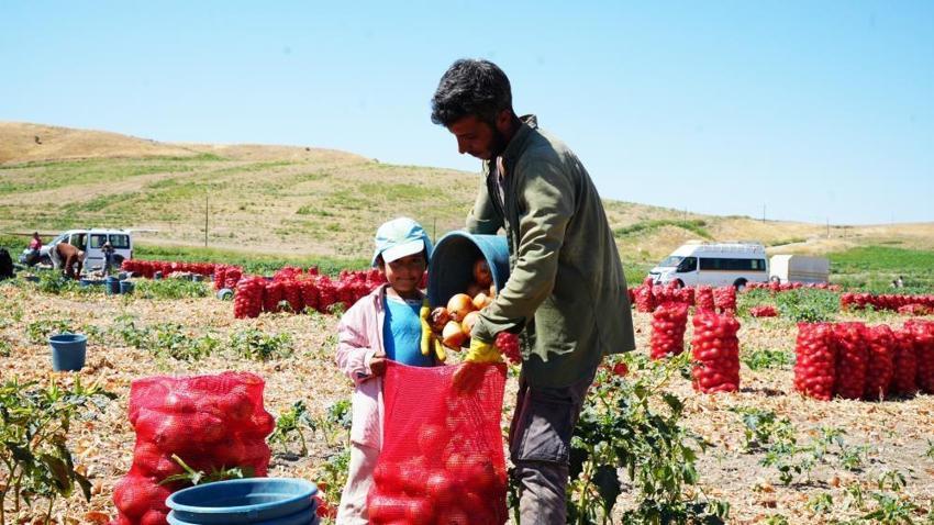 Günde 200 ton yüklüyorlar! Hasat başladı, günlük kazançları 10 bin liraya kadar çıkıyor