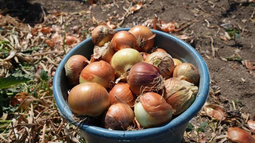 Günde 200 ton yüklüyorlar! Hasat başladı, günlük kazançları 10 bin liraya kadar çıkıyor